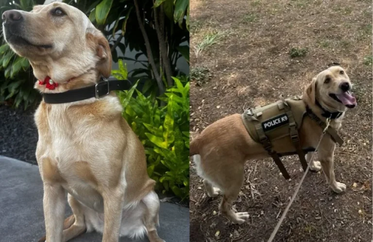 Hawaiʻi Island police K9 Trina, a Labrador Retriever, helped find a missing juvenile in Waikōloa