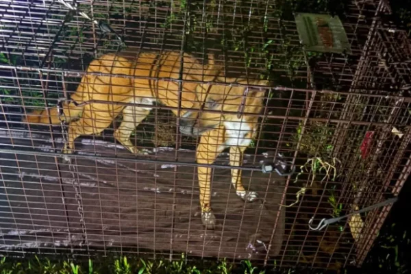 A missing dog named Hardy was found safe after 32 days on the run in New Jersey