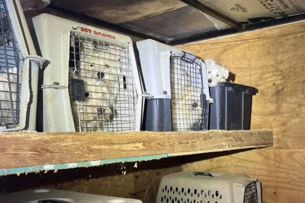 A group of West Highland white terriers rescued from a cramped trailer and moved to a shelter